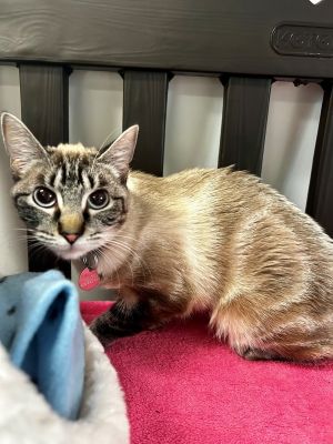 Primary Color Lynx Point Weight 55lbs Age 0yrs 8mths 0wks Animal has been Sp