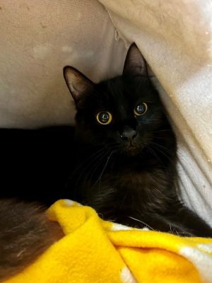 Primary Color Black Weight 48lbs Age 0yrs 8mths 0wks Animal has been Spayed