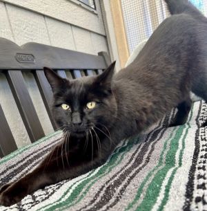 Do you believe in magic in a young cats heart My name is Magic and its my dr