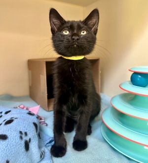Primary Color Black Weight 33lbs Age 0yrs 3mths 0wks Animal has been Spayed