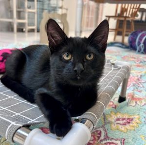 Primary Color Black Weight 33lbs Age 0yrs 3mths 2wks Animal has been Spayed