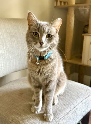 Beckham Domestic Short Hair Cat