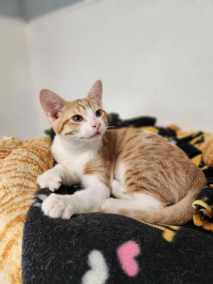 Kitten 26878 (Buster), Baby Male Tabby
