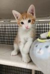 Kitten 26878 (Buster) photo 2