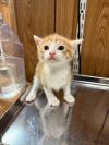 Kitten 26878 (Buster) photo 4