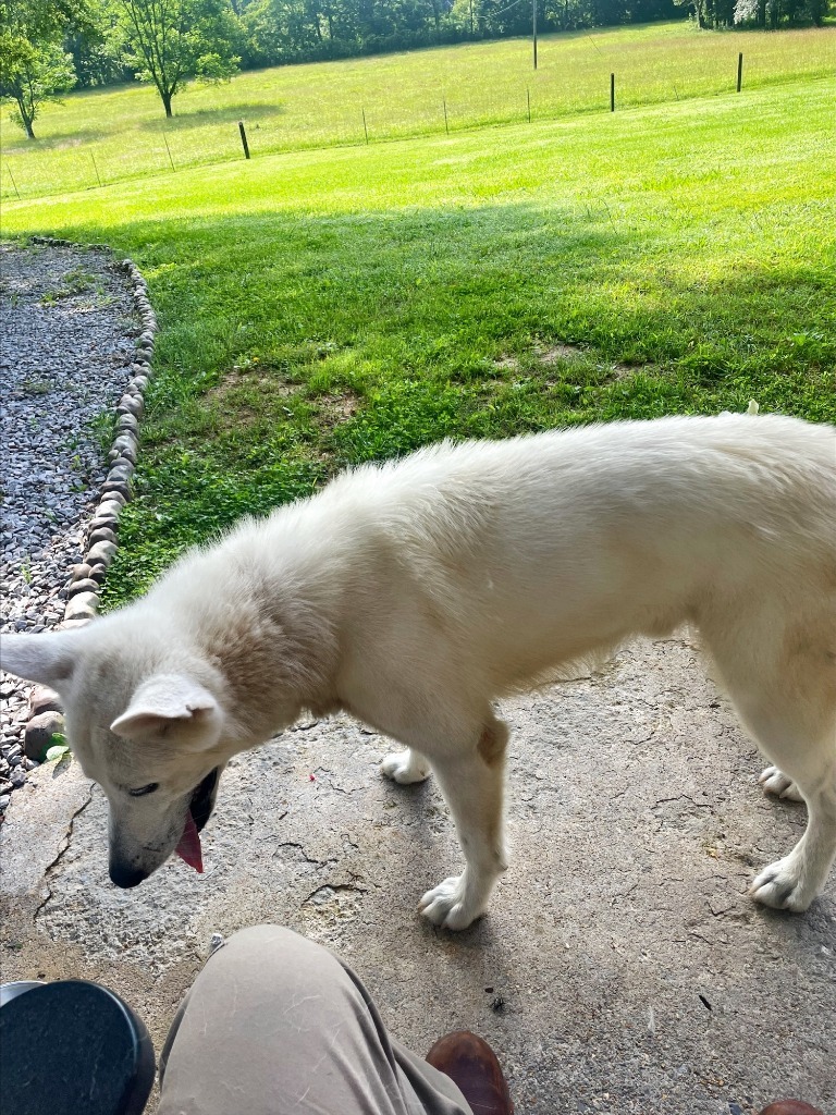Kirby-Adoptable Awaiting S/N