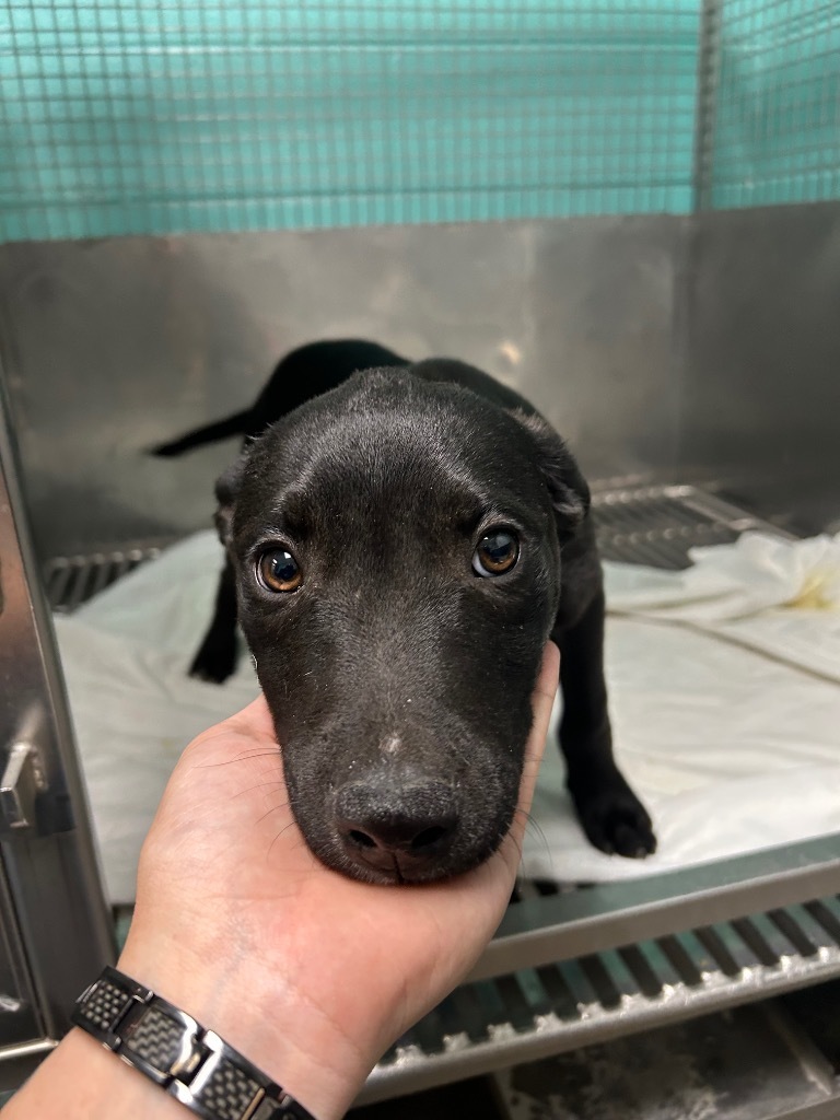 Cheesecake-Adoptable Awaiting S/N
