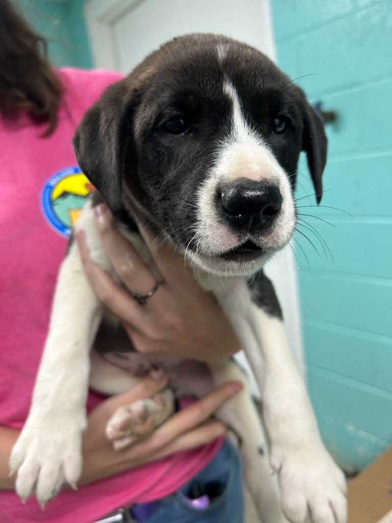 Cheerios-Adoptable Awaiting S/N