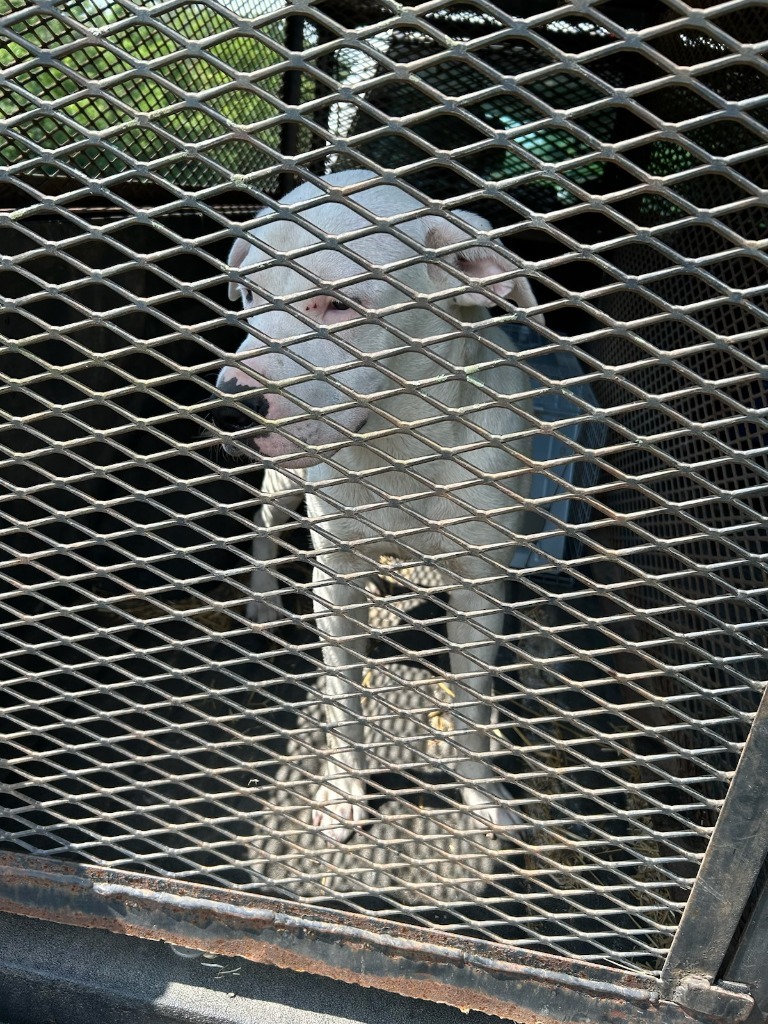 Tweetie-Adoptable Awaiting S/N