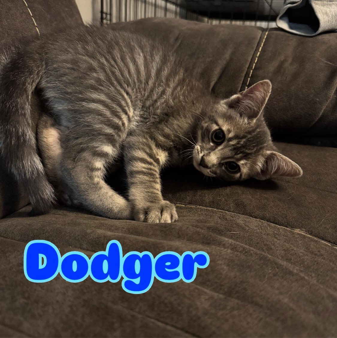 Dodger, an adoptable Domestic Short Hair in Laramie, WY, 82073 | Photo Image 1