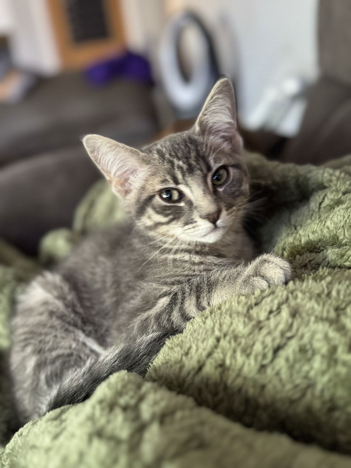 Dodger, an adoptable Domestic Short Hair in Laramie, WY, 82073 | Photo Image 3