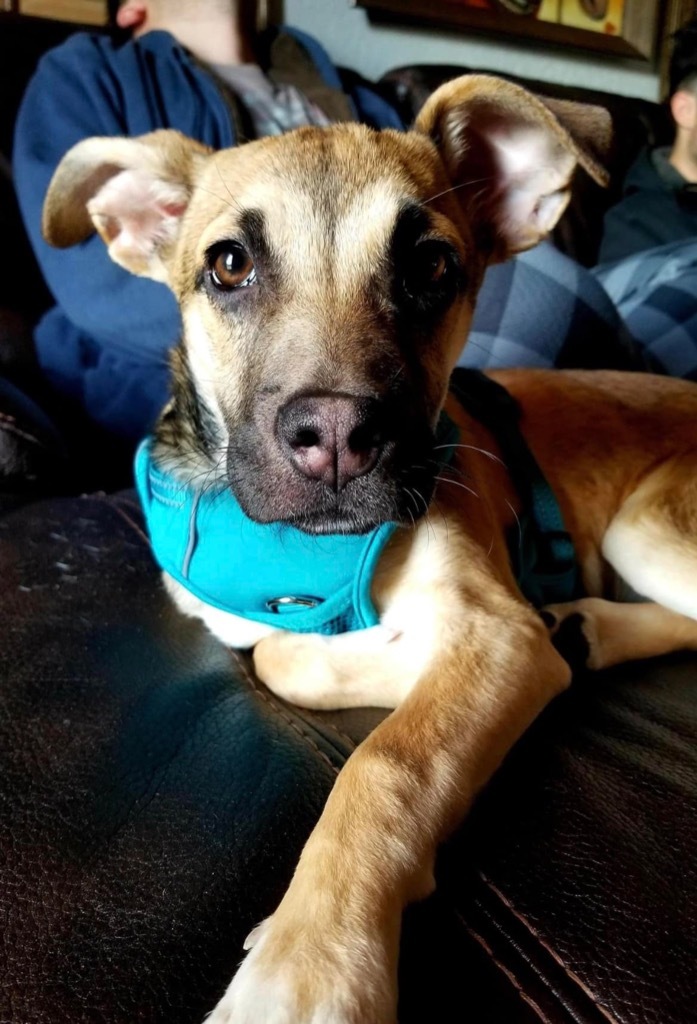 Chikki