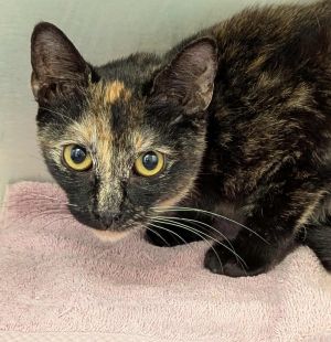 Millicent, Young Female Domestic Short Hair
