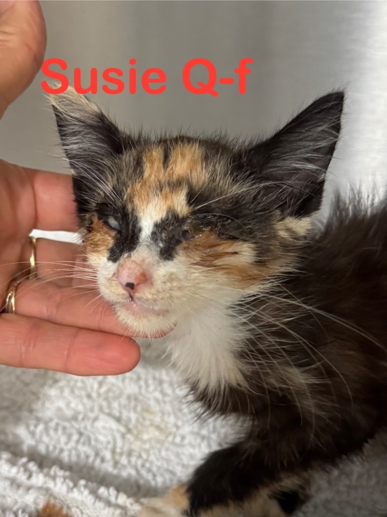 Susie Q 25