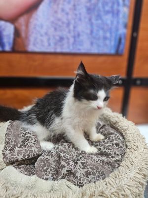 Po, Baby Male Domestic Long Hair