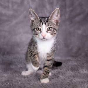 Adelaide - Andrea foster, Baby Female Domestic Short Hair
