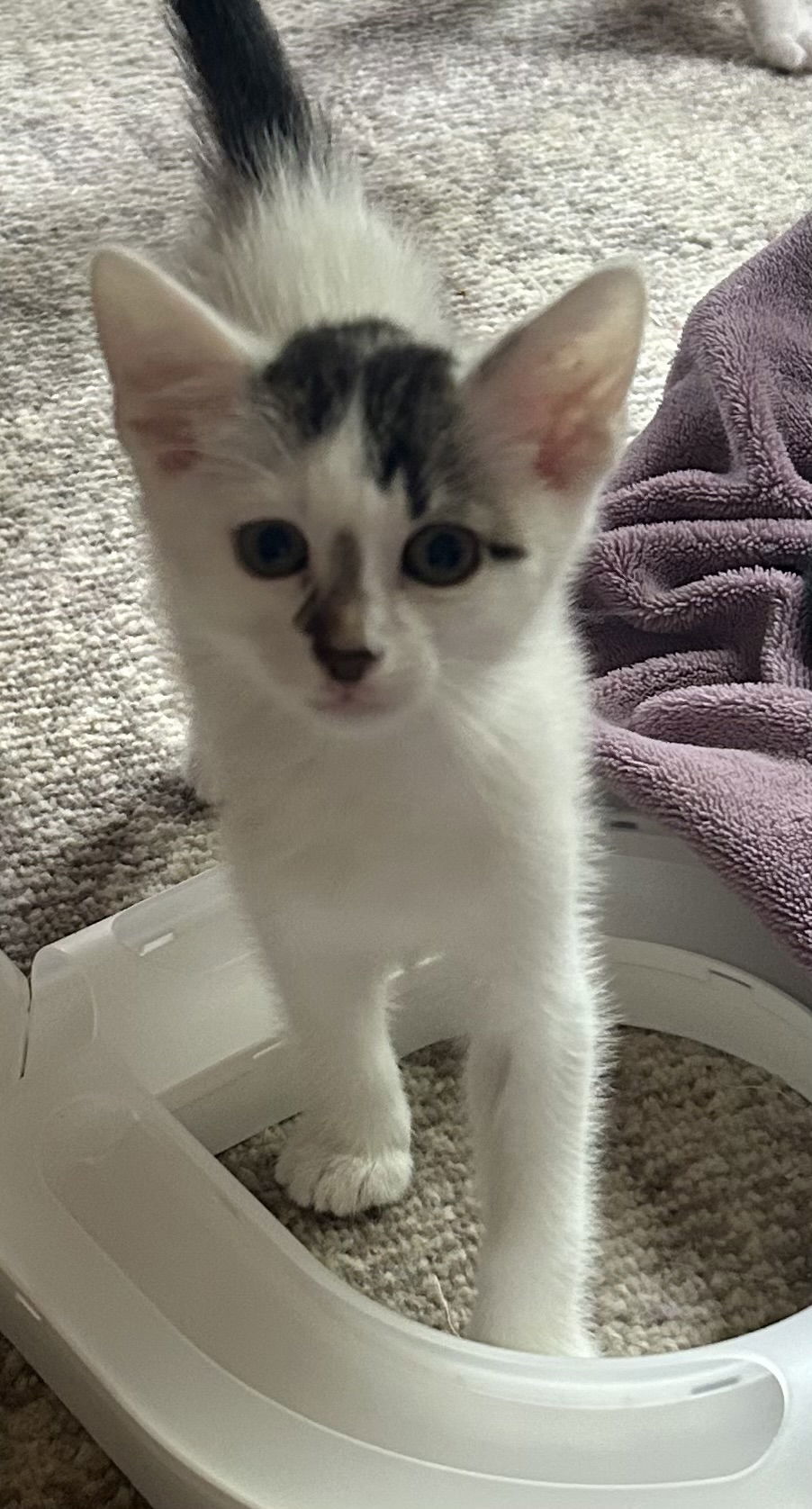 Junior