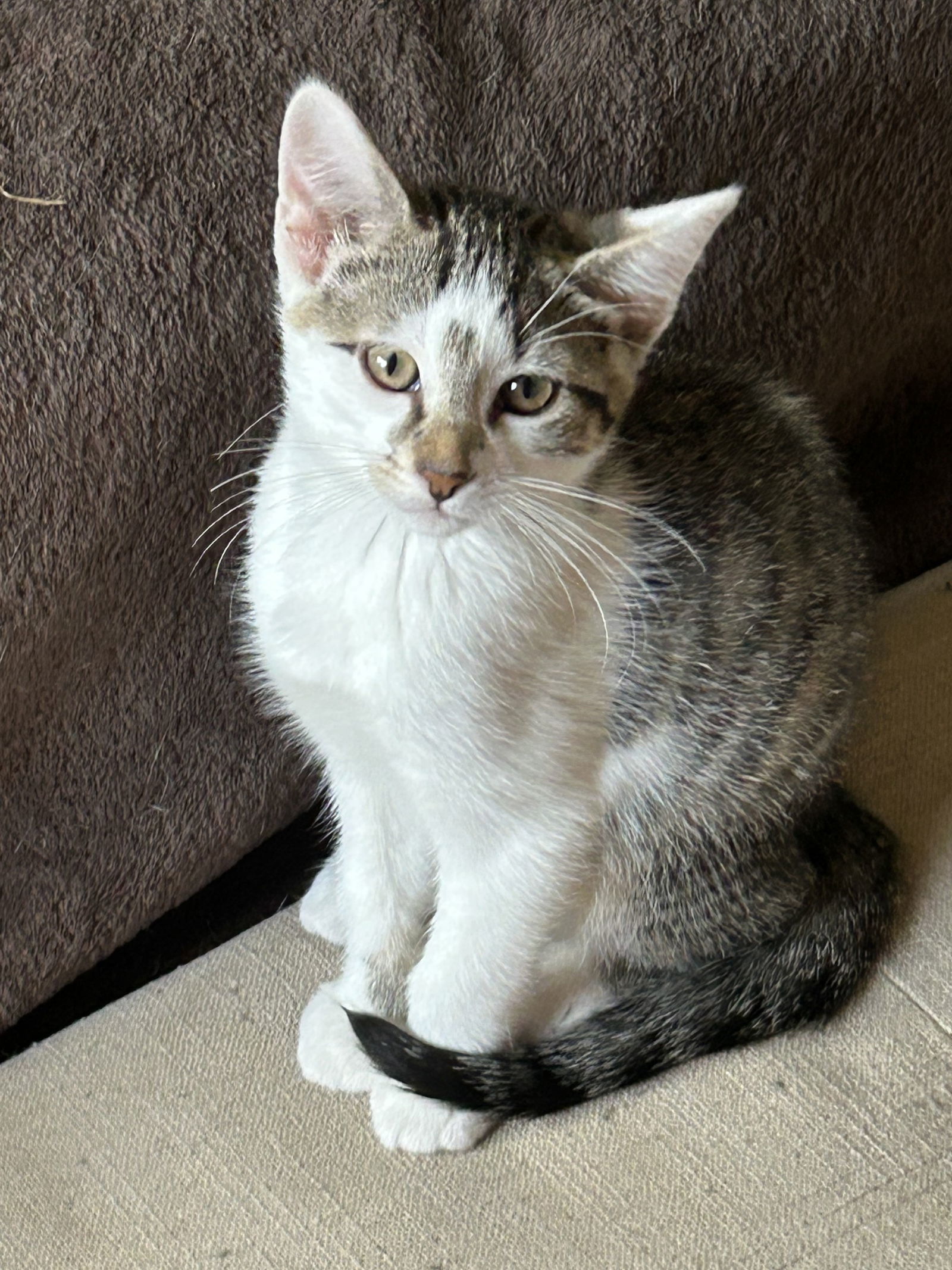 Loki
