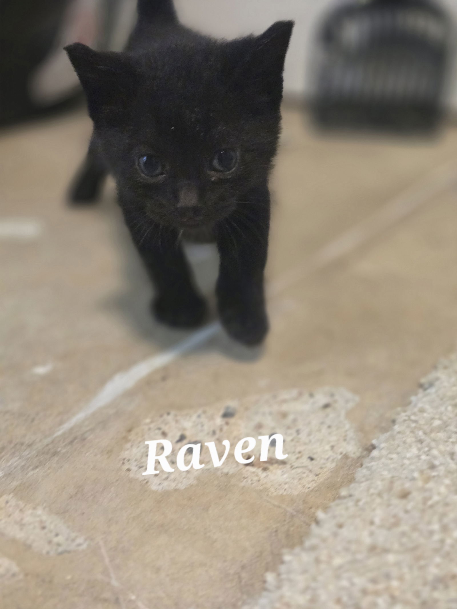 Raven