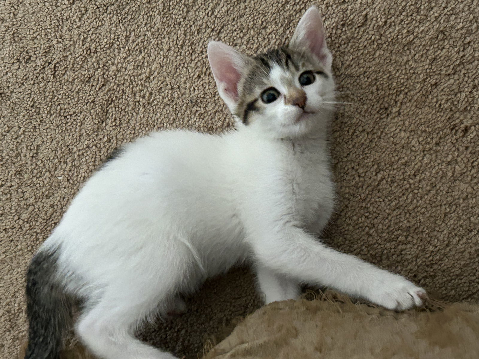 Luna