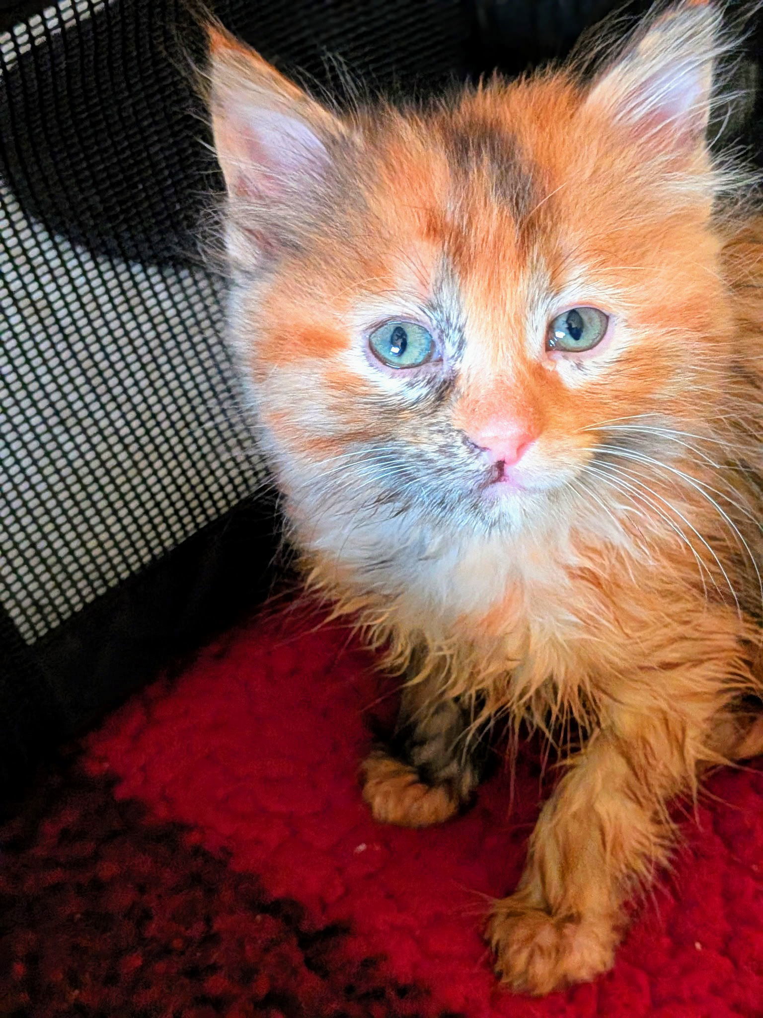 C282 litter Freya