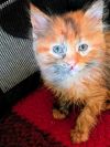 C282 litter Freya photo 1