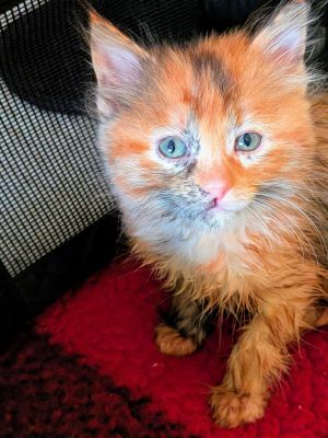 C282 litter Freya, Baby Female Domestic Long Hair