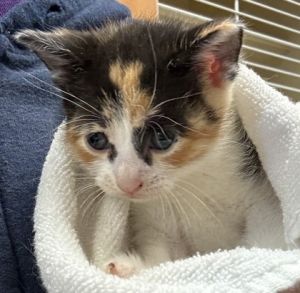 Tigress [Foster], Baby Female Domestic Short Hair