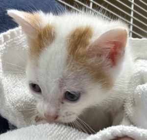 Cream Soda [Foster], Baby Male Domestic Short Hair