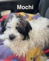 Mochi photo 2