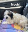 Mochi photo 3