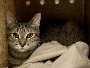 Squirrel, Young Male Domestic Short Hair