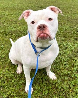 Bart is a chonk of love Short stout and ready to let it all out hes always down for snuggles