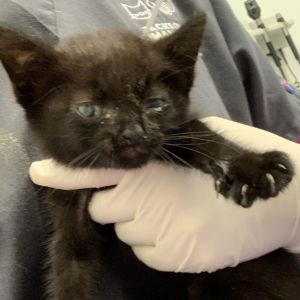 Lion, Baby Male Domestic Short Hair