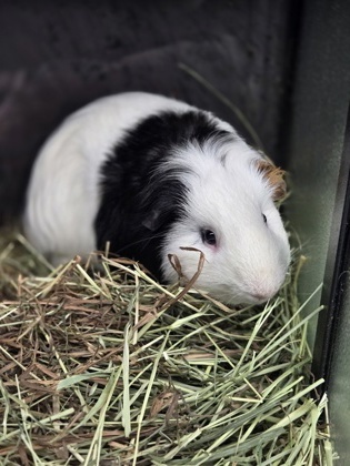 Bubba