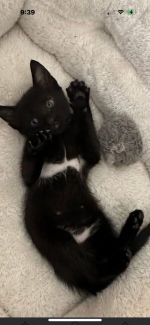 Bikini Boy is a 3-month-old black and white kitten with a unique look his markings make it look like