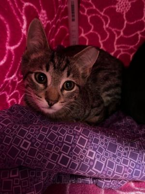 Taffy is a 3-month-old brown tabby girl with big eyes silky stripes and a heart as gentle as her n