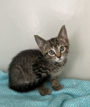 Garrett, Baby Male Domestic Short Hair