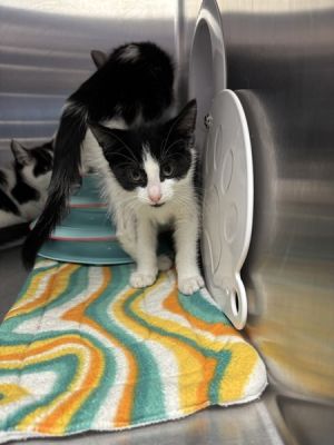 Pom, Baby Male Domestic Short Hair