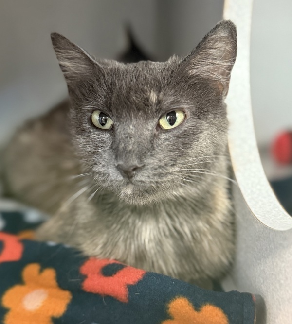 Strawberry *In Foster*, an adoptable Domestic Short Hair in Sheboygan, WI, 53083 | Photo Image 1