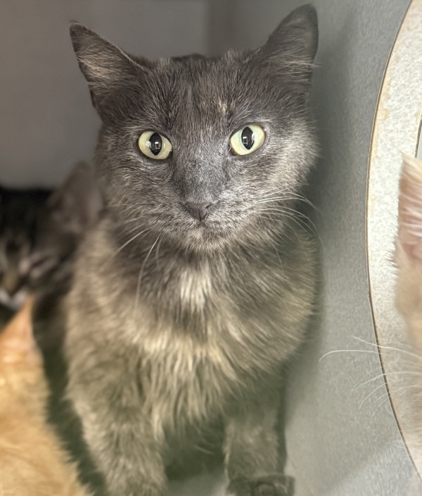 Strawberry *In Foster*, an adoptable Domestic Short Hair in Sheboygan, WI, 53083 | Photo Image 2