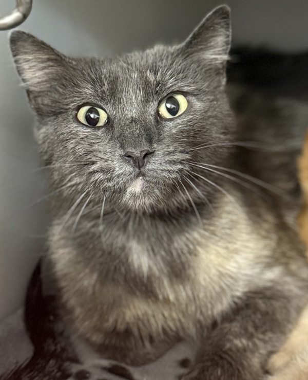 Strawberry *In Foster*, an adoptable Domestic Short Hair in Sheboygan, WI, 53083 | Photo Image 3