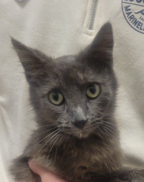 Strawberry *In Foster*, an adoptable Domestic Short Hair in Sheboygan, WI, 53083 | Photo Image 4