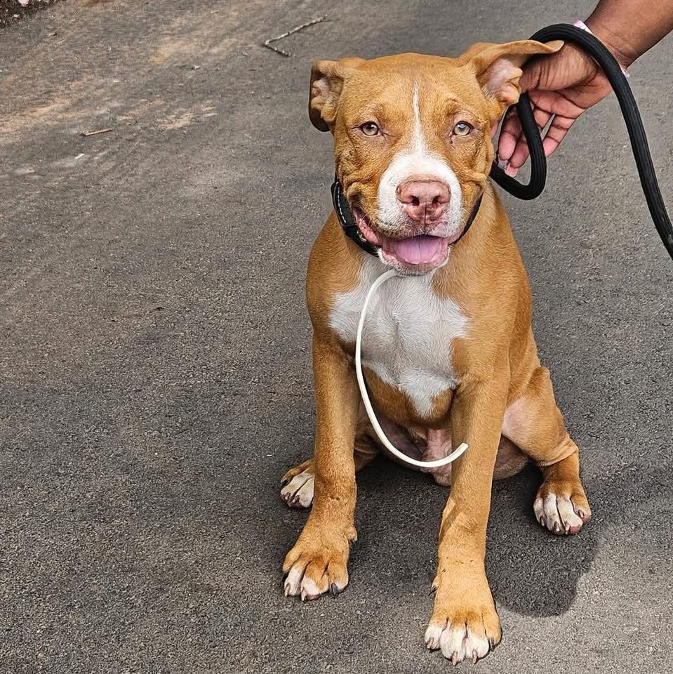 Milo: Not at shelter (Ron)