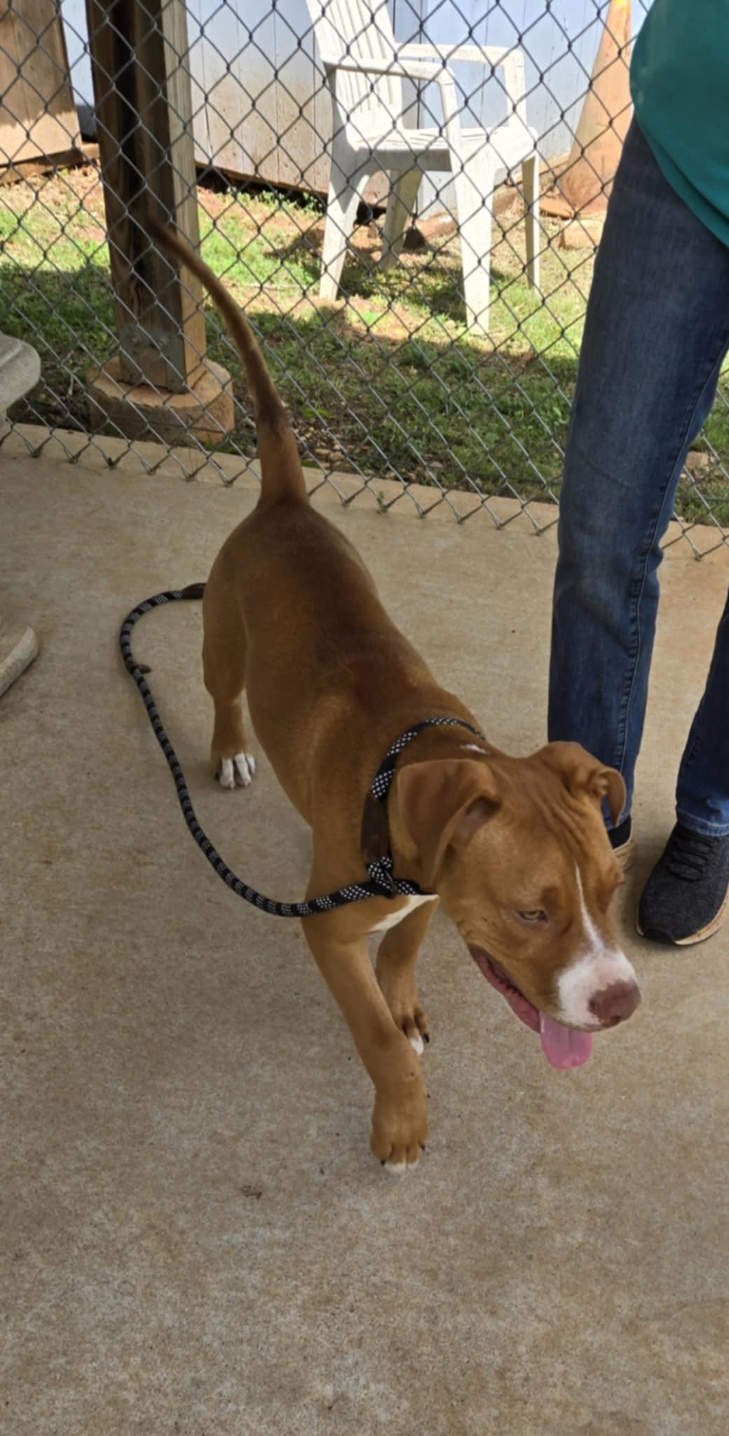 Milo: Not at shelter (Ron)