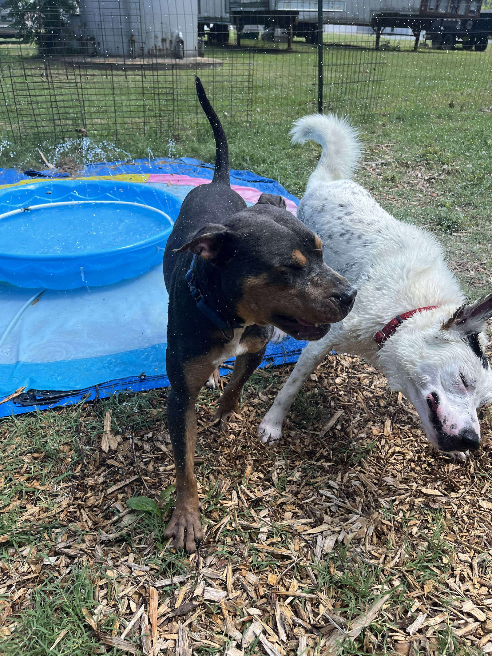 Tommy: At shelter