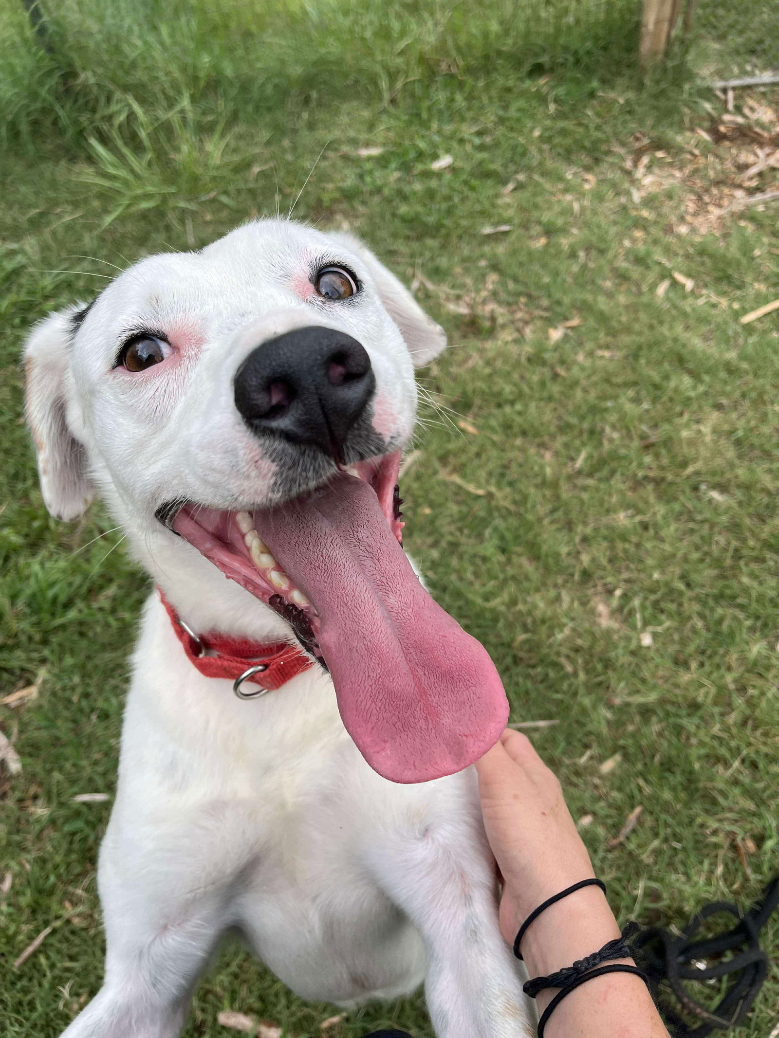 Tommy: Not At Shelter (Heather)