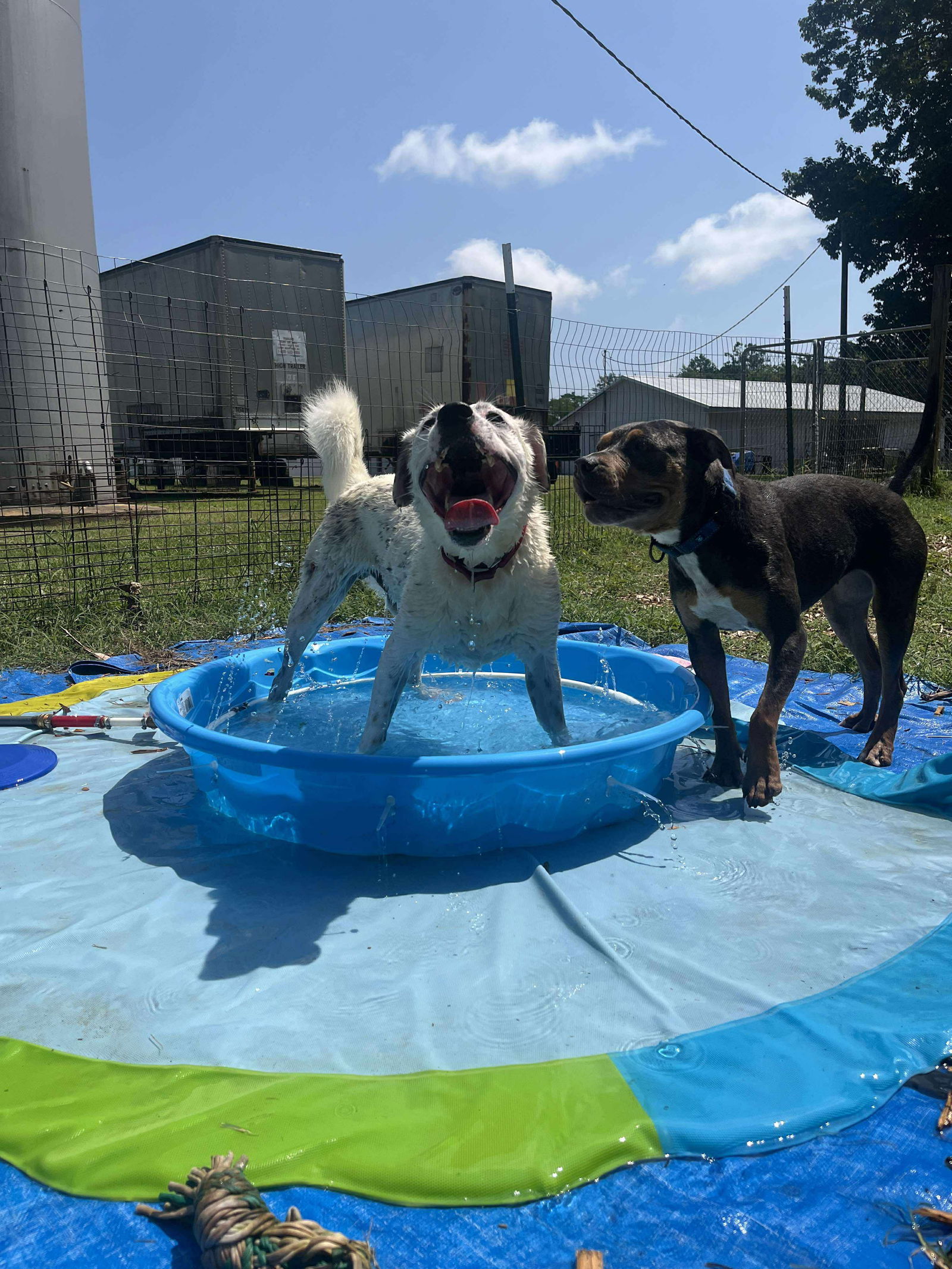 Tommy: Not At Shelter (Heather)