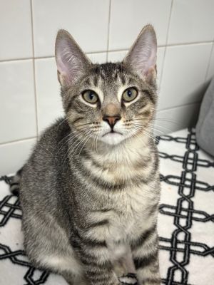 Dexter, Baby Male unknown