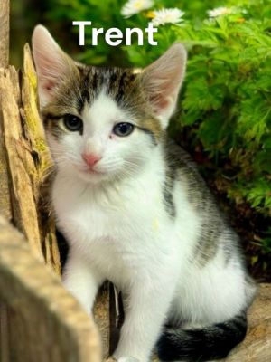 Trent, Baby Male Tabby